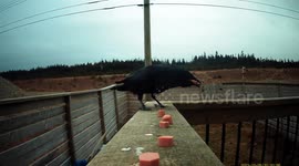 Greedy Crow Grabs Stack of Hotdogs