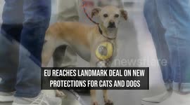 EU Reaches Landmark Deal on New Protections for Cats and Dogs