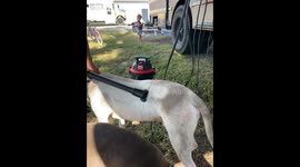 Off-grid family vacuums dog after mud bath in viral 728K-view Instagram clip