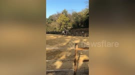 Moment rider is catapulted from galloping horse in horrific fall