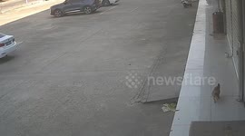 Man gets instant karma and face-plants after trying to scare tiny dog