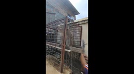 Monkeys often go wild and are evacuated, because it likes bite people