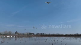 China: Over 100 wintering swans spotted in east China's Jiangsu