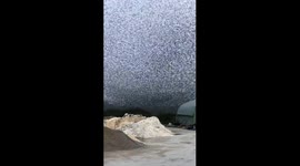 Thousands of starlings create mesmerizing murmuration in Barbezieux, France