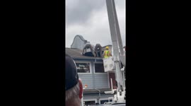 Black bear rescued from rooftop at Bubba Gump’s restaurant in Gatlinburg, USA