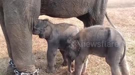 Mother elephant, 57, stuns wildlife rangers by delivering twin girls