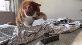 Harmless hair clip sends pet cat jumping with fright