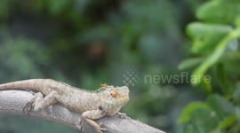 Brave ant climbs over chameleon's face before being flicked off by irritated lizard
