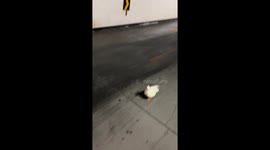 Duck almost slips while speed-walking on road in Chongqing,China