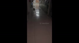 Cat slides upright in diaper while being chased in Lima, Peru