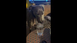 Thirsty Whippet