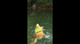 Shiba Inu stays afloat during first swim