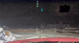 Polar Bear Chases a Dog