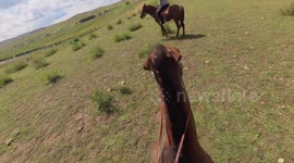 Horses clash with tourists still sitting on their backs