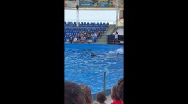 Trainer Expertly Flipped By Dolphins