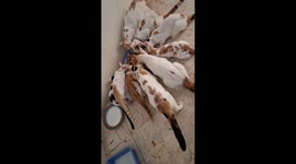 Stray cats gathered on a food plate and eating peacefully