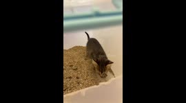 cute kitten using litter box for the first time