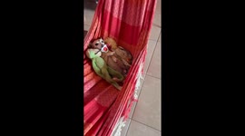 Laid-back duo: pinscher and pal lounge in hammock