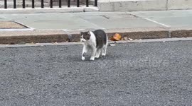 Larry The Cat - Chief Mouser To The Cabinet Office Downing Street London, United Kingdom