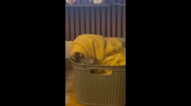 Dachshund’s laundry basket sip wins 200k views on TikTok
