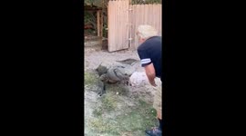 Alligators chomp down on turkeys for Thanksgiving