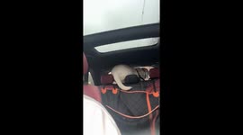 Chaos as Labrador puppy climbs into trunk to eat owner's Thanksgiving food