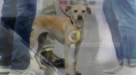 UNCAPTIONED: EU Reaches Landmark Deal on New Protections for Cats and Dogs