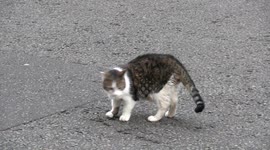 Larry the Downing Street cat retreats back inside Number Ten after Rachel Reeves delivers her budget.