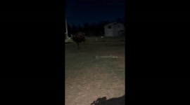 Moose Hops Fence and Plays With Dog