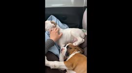 Puppies Form a Scratching Chain