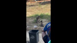 Mother cat gently disciplines playful kitten in Thailand