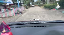 Dog refuses to move from moving car’s path in Udon Thani, Thailand