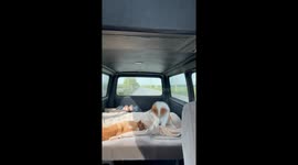 Corgi antics inside a van during a road trip in Chonburi, Thailand