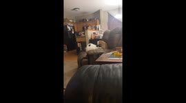 Cats playfully groom each other in North Mankato, Minnesota, USA