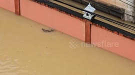 Drowning cat rescued by boat during severe floods in southern Thailand