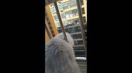 The Kitten's Dissatisfied Expression