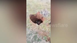 Horse and rider fall into Genghis Khan Golden Horde crypt dating back centuries