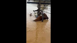 Cow tangled in power lines is rescued from flood in southern Thailand