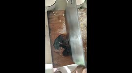 The Charcoal Cake Reveal