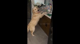 The Great Pomelo Heist