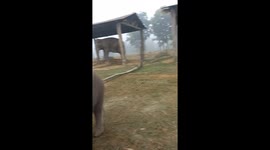 It's a elephant breeding center at chitwan national park and tourists or local people come visit and feed the baby elephants.