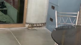 Snake wrangler catches 13ft python inside marble shop