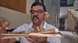 Kind rescuers free deadly cobra, lizards glue trap in India