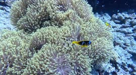 Clownfish flourish in the Red Sea waters off Hurghada, Egypt