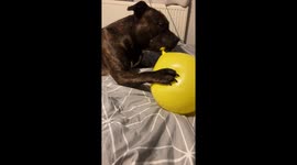Dog playfully trying to deflates balloon in Macclesfield, UK