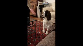 Give it now! Ball obsessed dog slams paw on glass table racking up almost 5m views