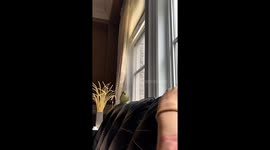 Bird bites when someone touches his favourite spot on the couch and says 