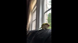 Bird bites after owner touches his favourite spot on the couch and says 