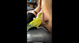 Parrot loves pretending to play the fart game and asking 