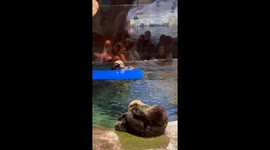 Georgia Aquarium Naughty Otter